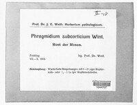 Phragmidium mucronatum image